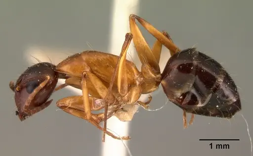 Camponotus hagensii specimen