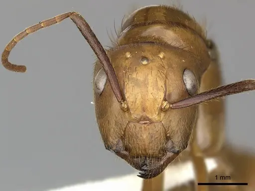 Camponotus hannani specimen