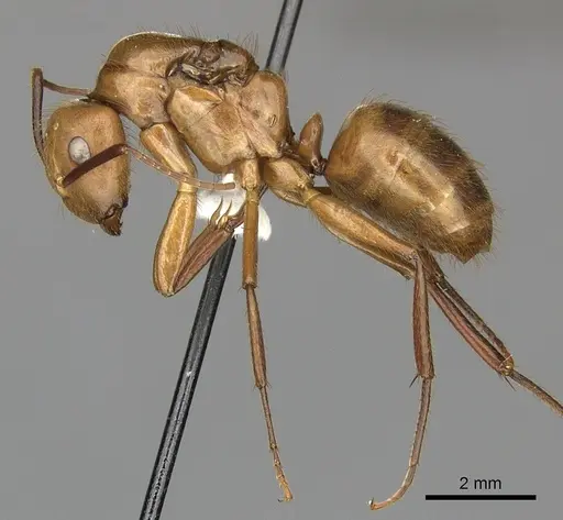 Camponotus hannani specimen