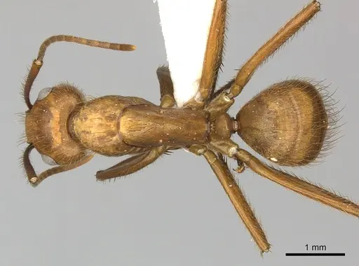 Camponotus hannani - CASENT0249608