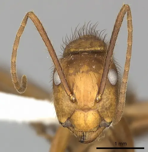 Camponotus hannani - CASENT0249608