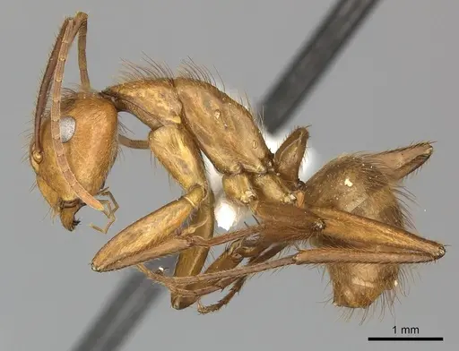 Camponotus hannani - CASENT0249608