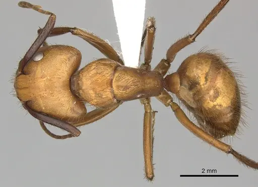 Camponotus hannani - CASENT0619233