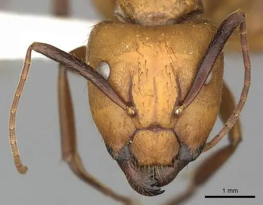 Camponotus hannani - CASENT0619233