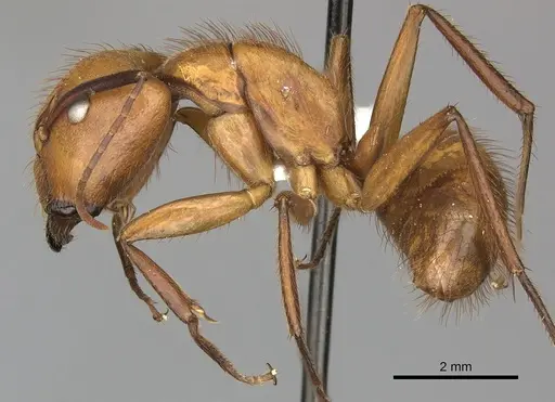 Camponotus hannani - CASENT0619233