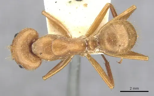 Camponotus hannani - CASENT0903609