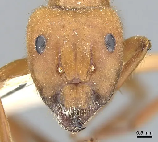 Camponotus hannani - CASENT0903609