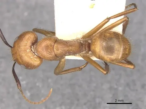 Camponotus hannani - CASENT0910353
