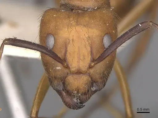 Camponotus hannani - CASENT0910353
