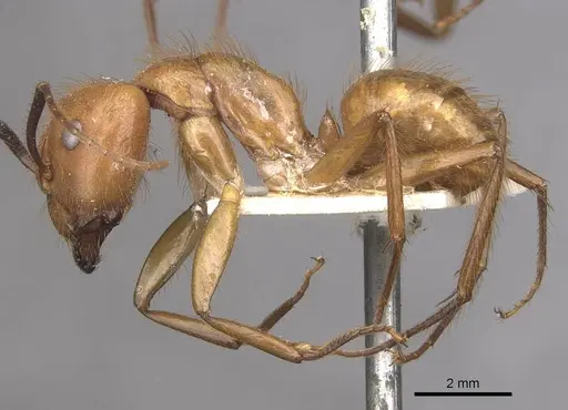 Camponotus hannani - CASENT0910353