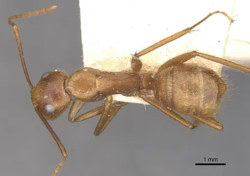 Camponotus hannani - CASENT0910354