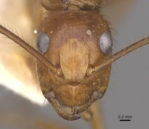 Camponotus hannani - CASENT0910354