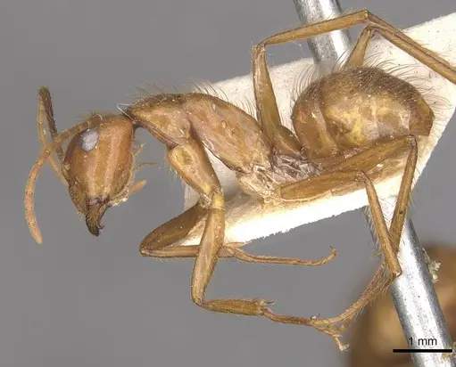 Camponotus hannani - CASENT0910354