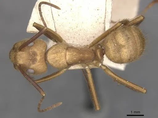 Camponotus hannani - CASENT0910355