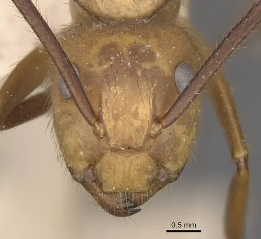 Camponotus hannani - CASENT0910355