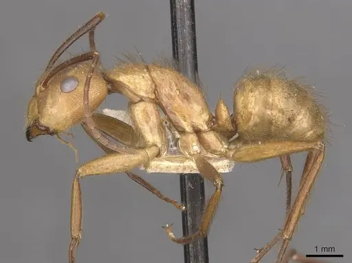 Camponotus hannani - CASENT0910355