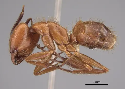 Camponotus hannani - CASENT0923535
