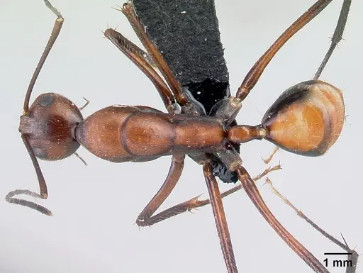 Camponotus harenarum specimen