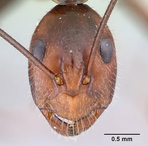 Camponotus harenarum specimen