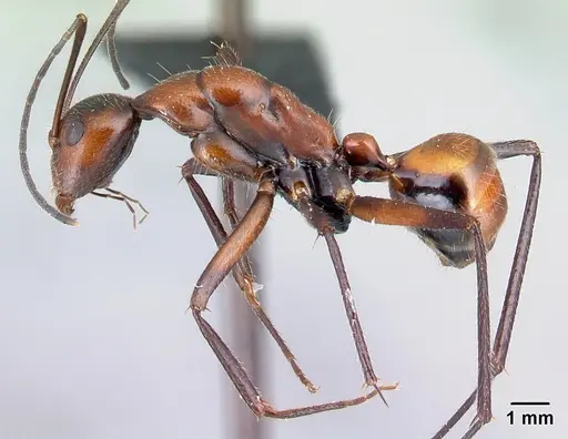 Camponotus harenarum specimen