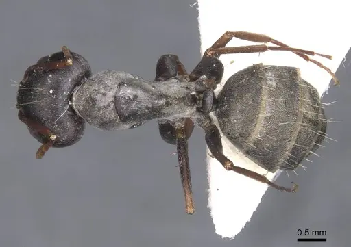 Camponotus haroi specimen