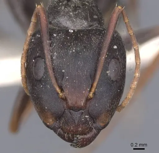 Camponotus haroi specimen