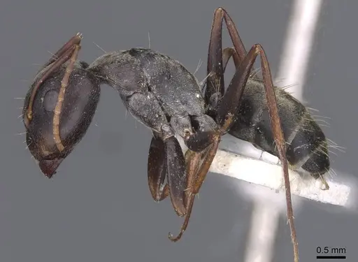Camponotus haroi specimen