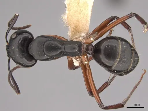 Camponotus hartogi specimen