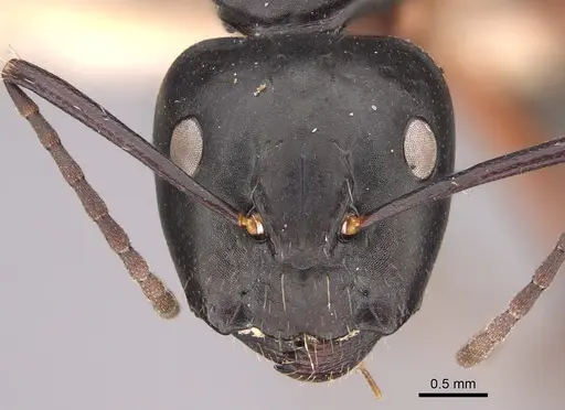 Camponotus hartogi specimen