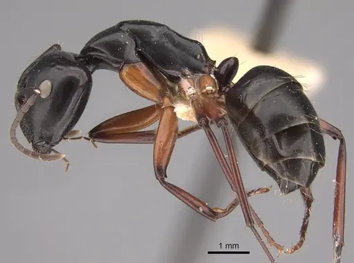 Camponotus hartogi specimen