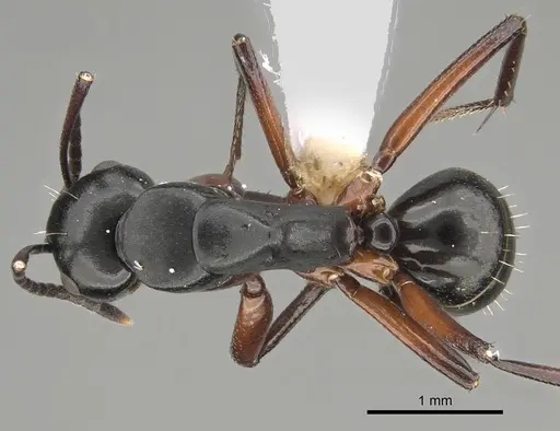 Camponotus hartogi - CASENT0887714