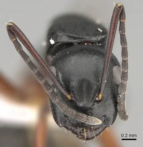 Camponotus hartogi - CASENT0887714