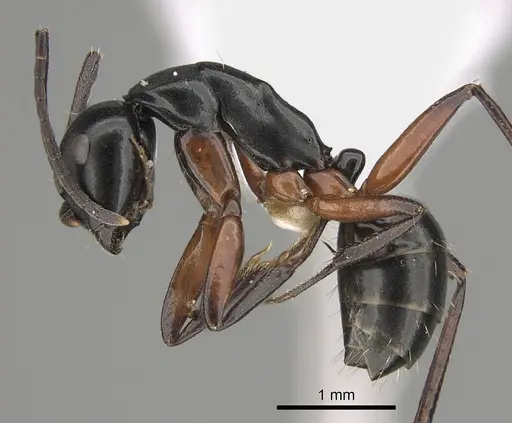 Camponotus hartogi - CASENT0887714