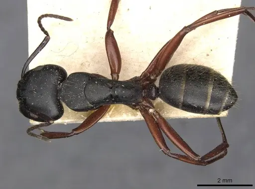 Camponotus hartogi - CASENT0910385
