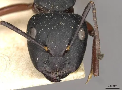 Camponotus hartogi - CASENT0910385