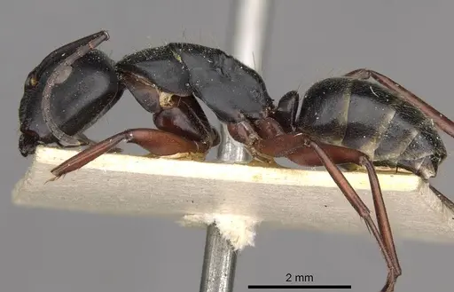 Camponotus hartogi - CASENT0910385