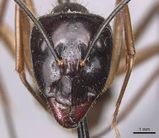 Camponotus hastifer specimen