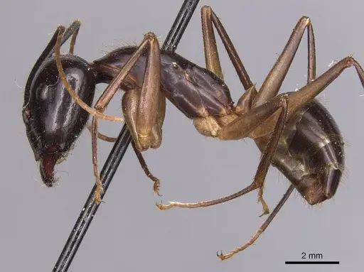 Camponotus hastifer specimen