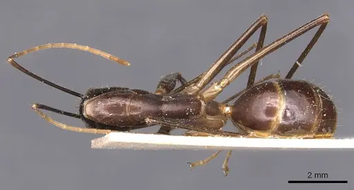 Camponotus hastifer - CASENT0905248