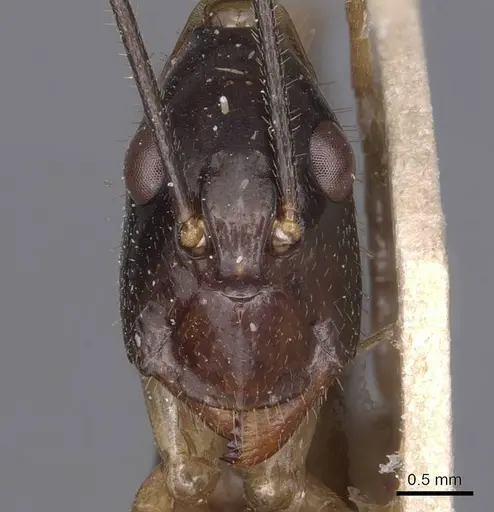 Camponotus hastifer - CASENT0905248