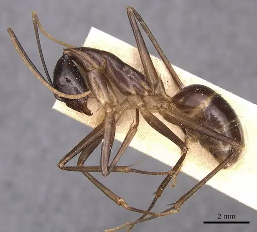 Camponotus hastifer - CASENT0905248