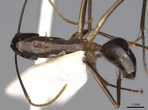 Camponotus hastifer - CASENT0906953