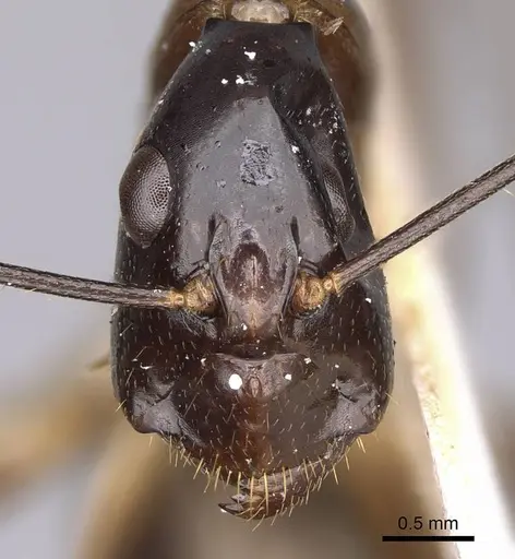 Camponotus hastifer - CASENT0906953
