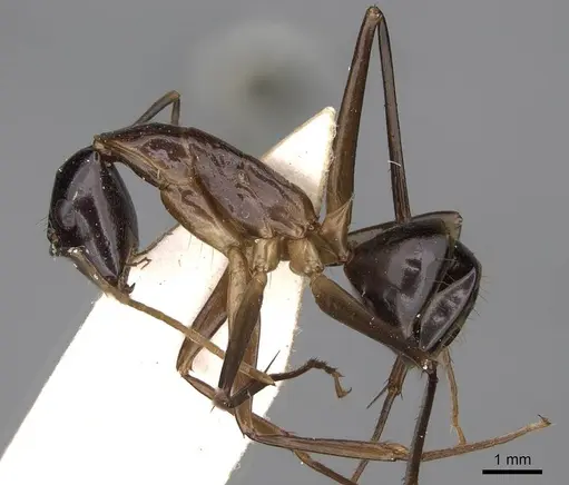 Camponotus hastifer - CASENT0906953