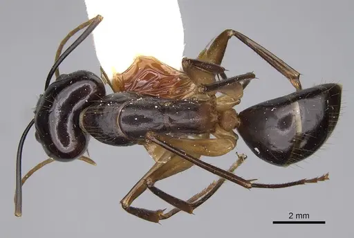 Camponotus hastifer - CASENT0906954