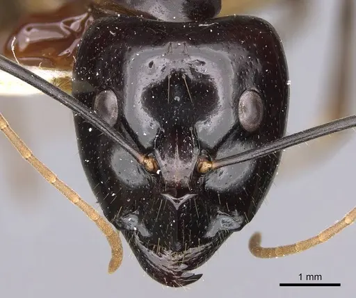 Camponotus hastifer - CASENT0906954