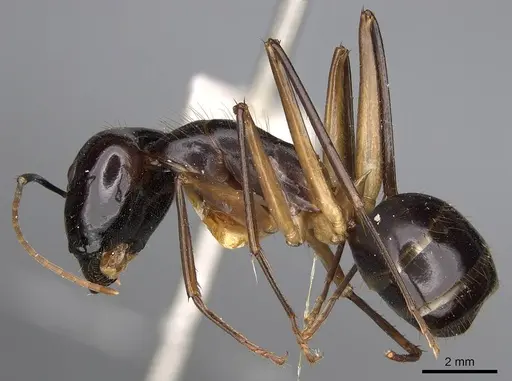 Camponotus hastifer - CASENT0906954