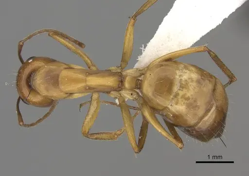 Camponotus havilandi specimen