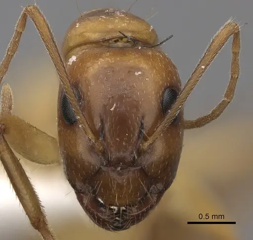 Camponotus havilandi specimen