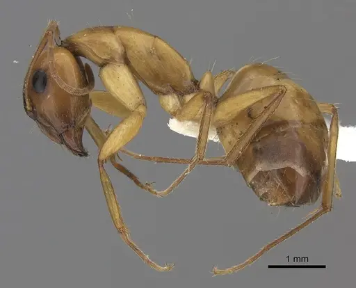 Camponotus havilandi specimen